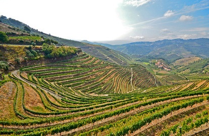 Portwein Traube Touriga aus dem Douro Tal, aber nicht nur.